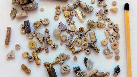 Окаменелости — у порога